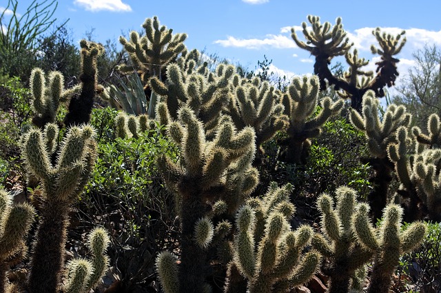 Tucson, AZ | Jim Click Hyundai Auto Mall